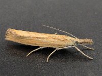 Agriphila straminella 3, Blauwooggrasmot, Saxifraga-Ab H Baas