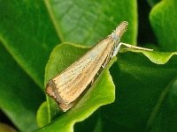 Agriphila straminella 4, Blauwooggrasmot, Saxifraga-Ab H Baas