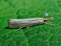 Agriphila straminella 5, Blauwooggrasmot, Saxifraga-Ab H Baas