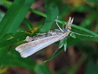 Agriphila straminella 7, Blauwooggrasmot, Saxifraga-Ab H Baas