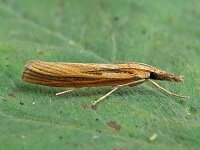 Agriphila tristella 14, Variabele grasmot, Saxifraga-Ab H Baas