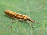 Agriphila tristella 15, Variabele grasmot, Saxifraga-Ab H Baas