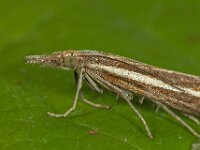 Agriphila tristella 16, Variabele grasmot, Saxifraga-Ab H Baas