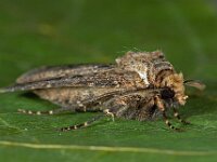 Agrotis clavis