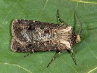 Agrotis clavis 3, Geoogde worteluil, Saxifraga-Ab H Baas