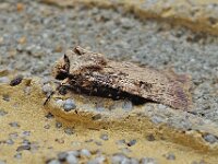 Agrotis puta, Shuttle-shaped Dart