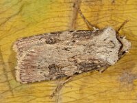 Agrotis puta 10, Puta-uil, Saxifraga-Ab H Baas