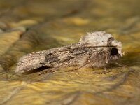 Agrotis puta 7, Puta-uil, Saxifraga-Ab H Baas
