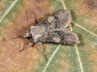 Agrotis puta 8, Puta-uil, Saxifraga-Ab H Baas