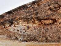 Agrotis segetum 16, Gewone velduil, Saxifraga-Ab H Baas