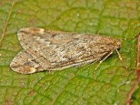Alsophila aescularia 13, Voorjaarsboomspanner, Saxifraga-Ab H Baas