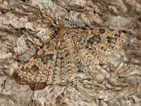Alucita hexadactyla 01, Waaiermot, AHB  Waaiermot, Alucita hexadactyla, details kop Hardenberg-Heemse op 20 april 2018 Validatie  Zie: https://waarneming.nl/waarneming/view/155090357