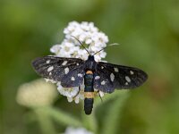 Amata phegea 13, Phegeavlinder, Saxifraga-Luc Hoogenstein