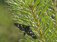 Amata phegea 2, Phegeavlinder, Saxifraga-Jan van der Straaten