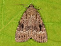 Amphipyra pyramidea 10, Piramidevlinder, Saxifraga-Ab H Baas
