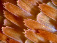 Amphipyra pyramidea 13, Piramidevlinder, Saxifraga-Ab H Baas