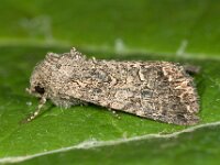 Anarta trifolii