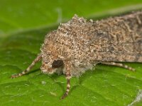 Anarta trifolii 2, Spurrie-uil, Saxifraga-Ab H Baas