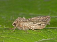 Anarta trifolii 4, Spurrie-uil, Saxifraga-Ab H Baas