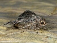 Anarta trifolii 6, Spurrie-uil, Saxifraga-Ab H Baas