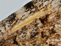 Anarta trifolii 8, Spurrie-uil, Saxifraga-Ab H Baas