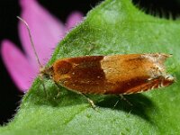 Ancylis mitterbacheriana 2, Oranje haakbladroller, Saxifraga-Ab H Baas