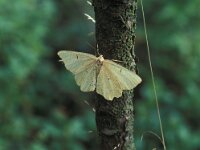 Angerona prunaria 2, Oranje iepentakvlinder, Vlinderstichting-Nely Honig