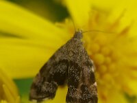 Anthophila fabriciana 11, Brandnetelmot, Saxifraga-Ben Delbaere  IICSA