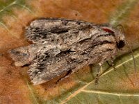 Apamea monoglypha 6, Graswortelvlinder, Saxifraga-Ab H Baas