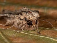Apamea monoglypha 8, Graswortelvlinder, Saxifraga-Ab H Baas