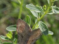 Aplocera efformata, Lesser Treble-bar