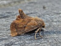 Apoda limacodes 9, Slakrups, Saxifraga-Ab H Baas