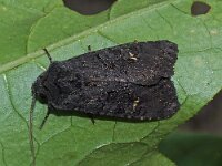 Aporophyla nigra 3, Zwarte witvleugeluil, Saxifraga-Foto Fitis-Adriaan Dijksen