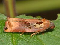 Archips podana 2, Grote appelbladroller, Saxifraga-Ab H Baas