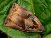 Archips podana 3, Grote appelbladroller, Saxifraga-Ab H Baas