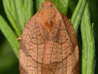 Archips podana 4, Grote appelbladroller, Saxifraga-Ab H Baas