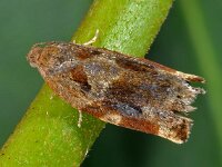 Archips xylosteana 03 D3550  Archips xylosteana  Hardenberg op 28 juni 2013 : Naar Naturalis in 2013