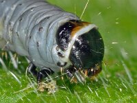 Archips xylosteana 01, Gevlamde bladroller, AHB  Archips xylosteana; Gevlamde bladroller; rups Hardenberg op 13 mei 2014