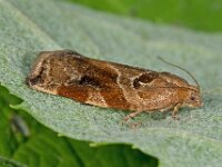 Archips xylosteana 16, Gevlamde bladroller, Saxifraga-Ab H Baas