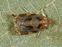 Archips xylosteana 20, Gevlamde bladroller, Saxifraga-Ab H Baas