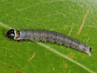 Archips xylosteana 5, Gevlamde bladroller, Saxifraga-Ab H Baas