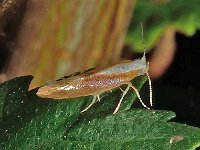 Argyresthia albistria