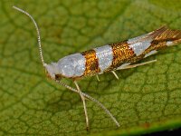 Argyresthia brockeella 4, Sierlijke pedaalmot, Saxifraga-Ab H Baas