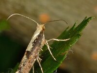 Argyresthia conjugella 3, Grote pedaalmot, Saxifraga-Ab H Baas