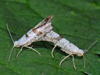 Argyresthia curvella 5, Appelpedaalmot, copula, Saxifraga-Ab H Baas
