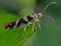 Argyresthia goedartella 3, Berkenpedaalmot, Saxifraga-Ab H Baas
