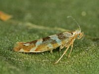 Argyresthia goedartella 5, Berkenpedaalmot, Saxifraga-Ab H Baas