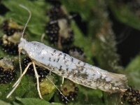 Argyresthia retinella 2, Gevlekte pedaalmot, Saxifraga-Ab H Baas