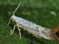 Argyresthia retinella 3, Gevlekte pedaalmot, Saxifraga-Ab H Baas