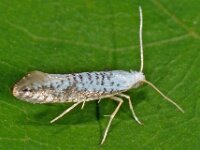 Argyresthia retinella 4, Gevlekte pedaalmot, Saxifraga-Ab H Baas